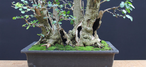 Privet Multi Trunk Bonsai